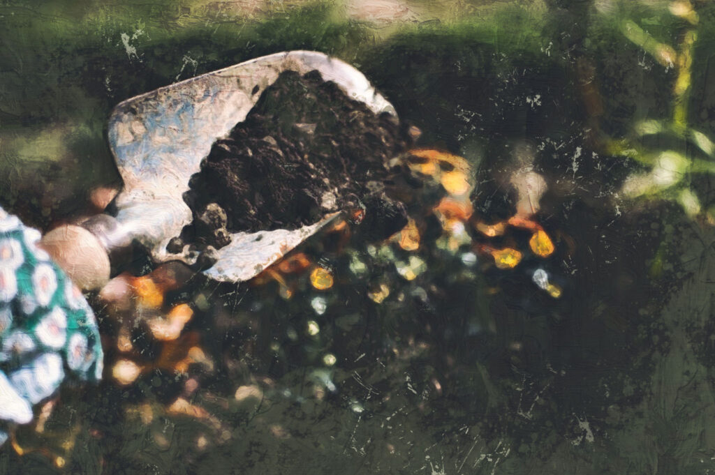 3rd Sunday: The Fruitless Fig